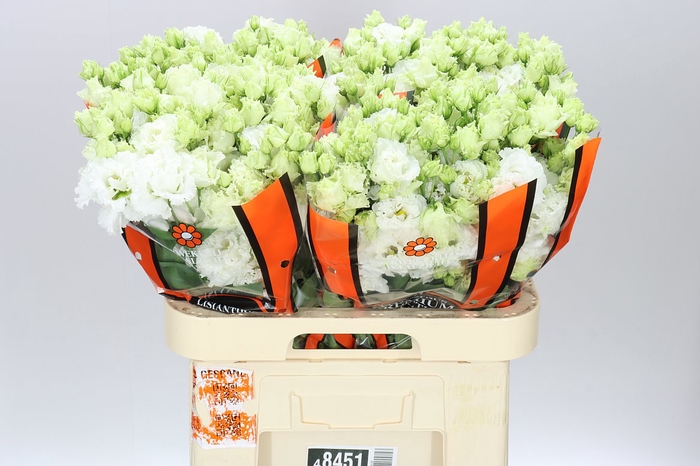 <h4>Eust Du Celebrich White Ex</h4>
