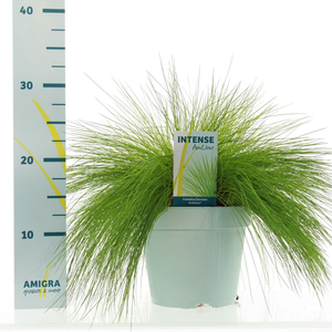 Deschampsia flexuosa AmiLime® P17