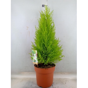 Cupressus macro. 'Goldcrest Wilma'
