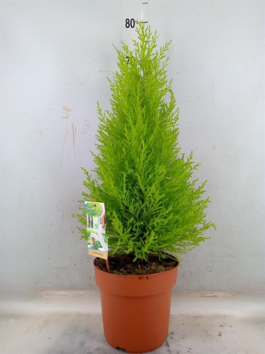 <h4>Cupressus macro. 'Goldcrest Wilma'</h4>
