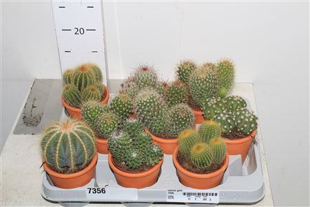 <h4>Cactus Gem Terracottapot</h4>