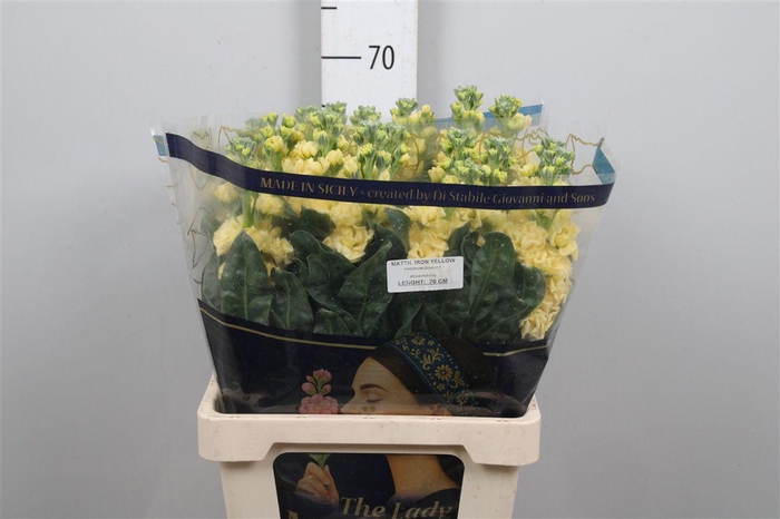 <h4>Matth Iron Yellow</h4>