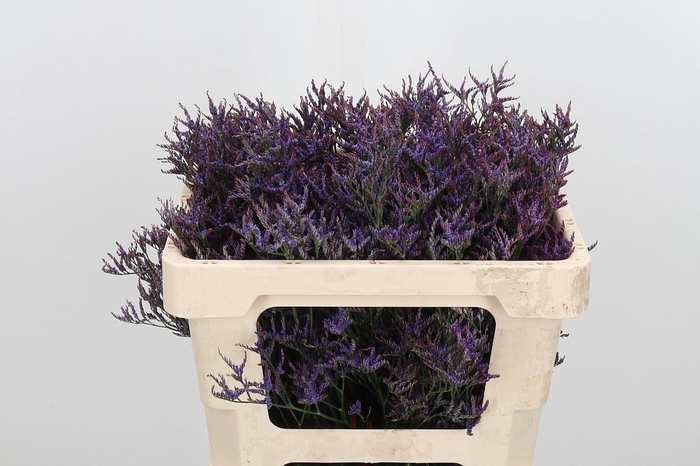 <h4>Lim Saf Dark Blue</h4>