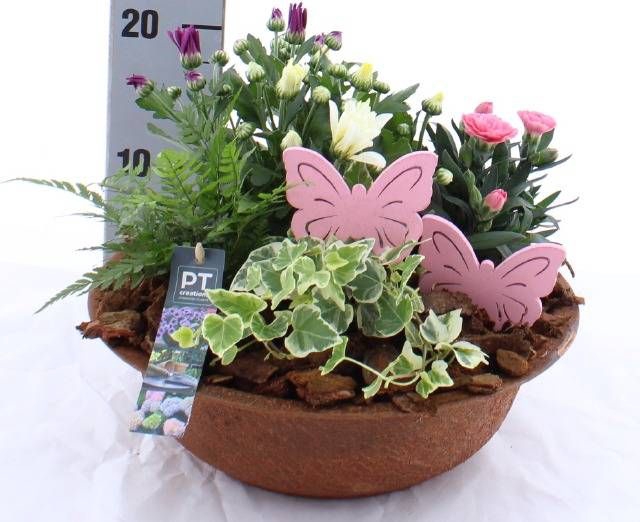 <h4>ARR TUINPLANTEN</h4>