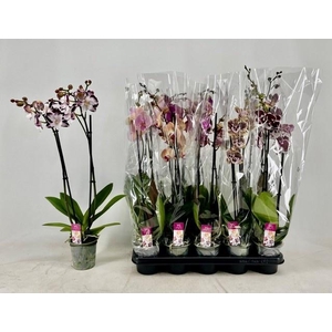 PHAL GEM