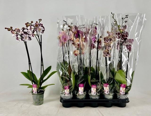 <h4>PHAL GEM</h4>