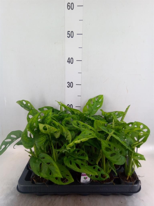 <h4>Monstera obliqua 'Monkey Mask'</h4>