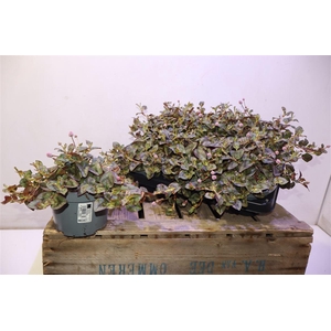 Persi Capitata