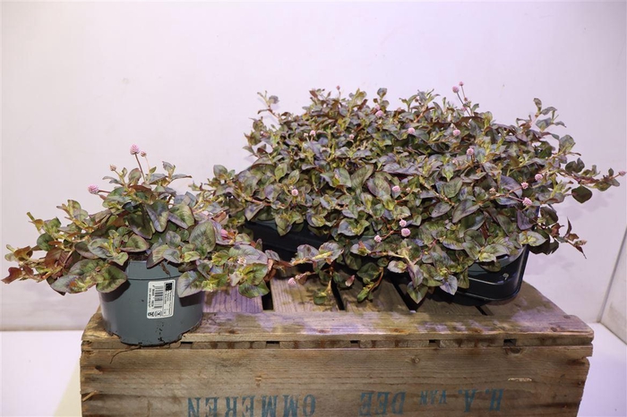 <h4>Persi Capitata</h4>