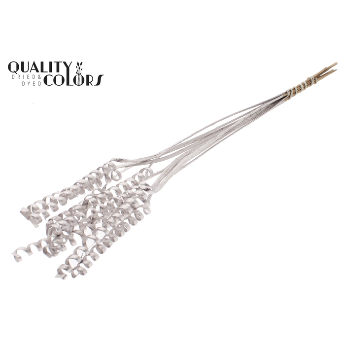 <h4>Cane Spring on stem Champagne</h4>