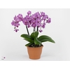 Kolibri Orchids Phalaenopsis Vienna 3 spike