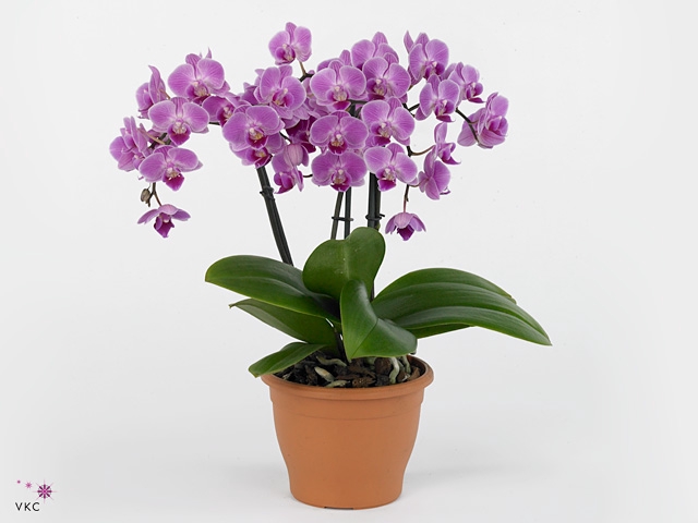 Kolibri Orchids Phalaenopsis Vienna 3 spike