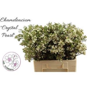 Chame Crystal Pearl