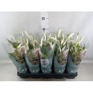 Spathiphyllum  'Bellini'