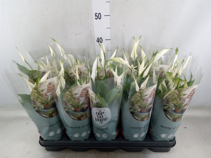 <h4>Spathiphyllum  'Bellini'</h4>