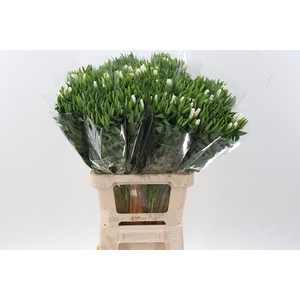 Clarkia Am Gr White