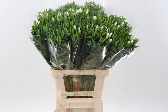 <h4>Clarkia Am Gr White</h4>