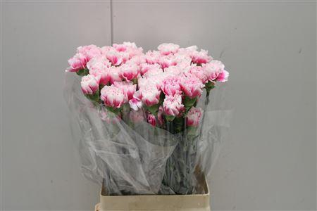 <h4>Di St Malabar</h4>