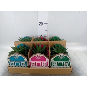 Arr. Kamerplant Groen L%