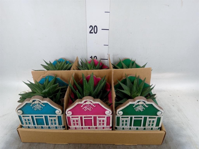 <h4>Arr. Kamerplant Groen L%</h4>