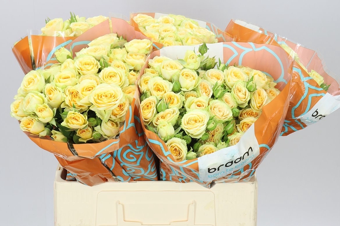 <h4>Rosa Tr Bandolero</h4>