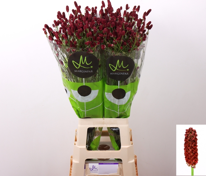 <h4>Sanguisorba Red Dream Marginpar</h4>