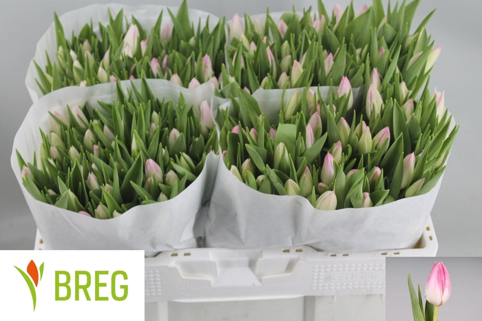 <h4>TU EN FIRST CLASS</h4>