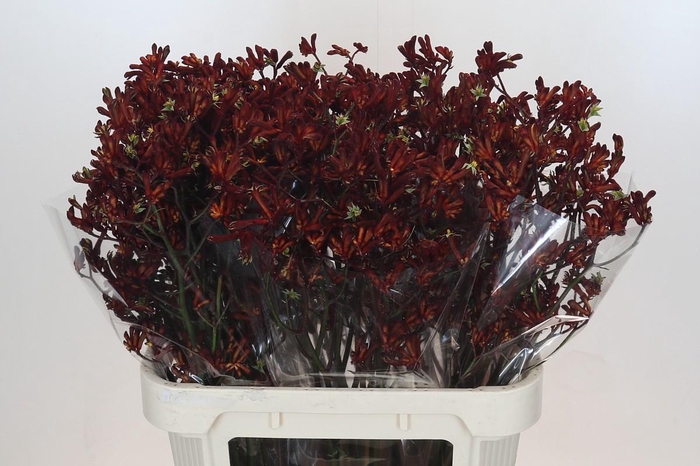 <h4>Anigozanthos Bush Ruby</h4>