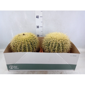 Echinocactus grusonii