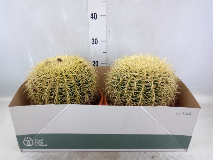 <h4>Echinocactus grusonii</h4>