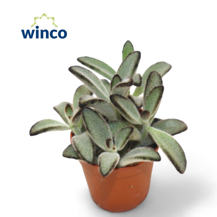 <h4>Kalanchoe Tomentosa Jumbo</h4>