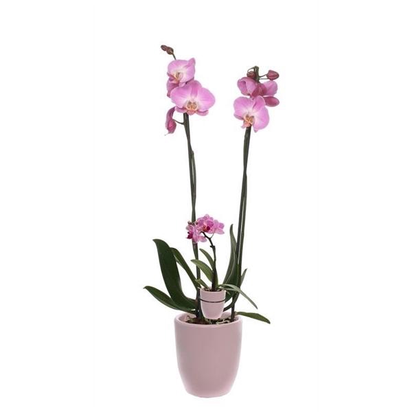 <h4>Hugo Silver Pink Phal Roze 2T+ Tiny Dolls 1T</h4>