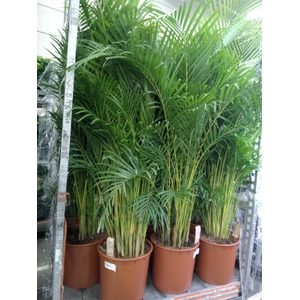 Dypsis lutescens   ...Chrysalidoca