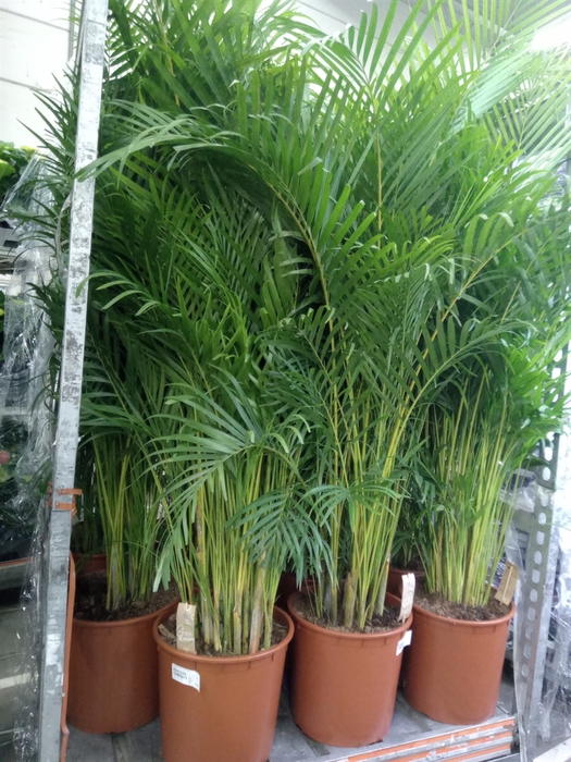 <h4>Dypsis lutescens   ...Chrysalidoca</h4>