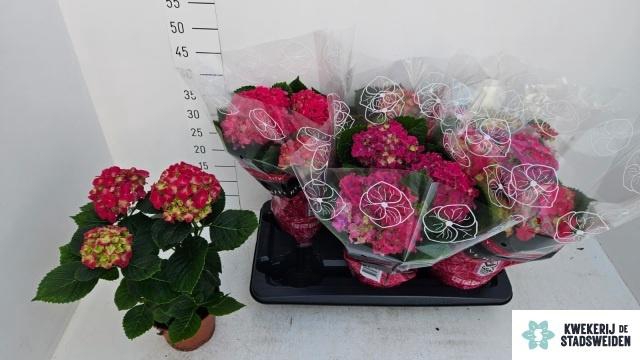 <h4>HYDR M GRUMPY</h4>