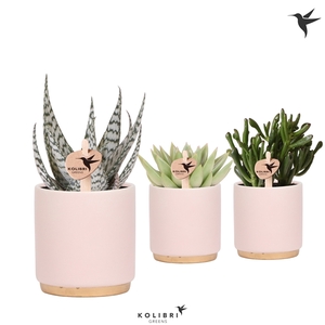 Kolibri Greens Succulenten mix in Gold Foot pot pink