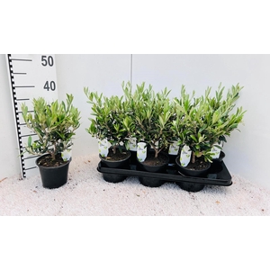Olea europaea medi-bush