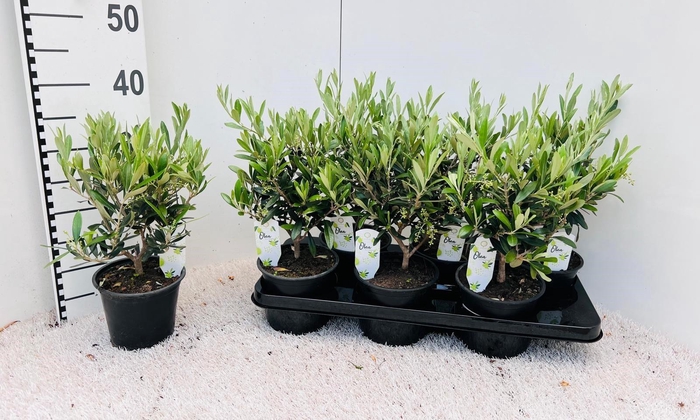 <h4>Olea europaea medi-bush</h4>