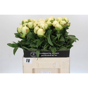 Paeonia ivory victory