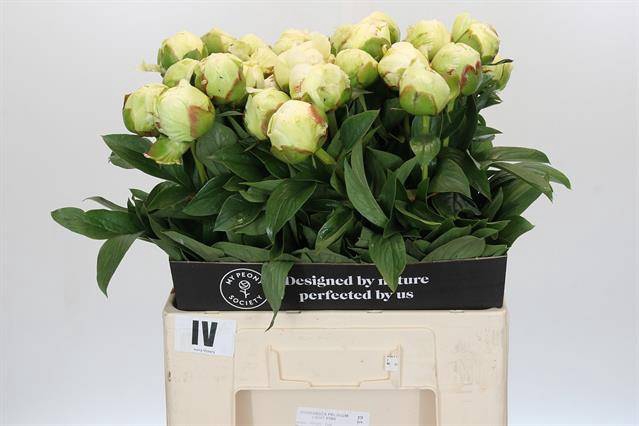 <h4>Paeonia ivory victory</h4>