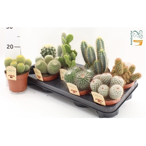 Cactus gemengd