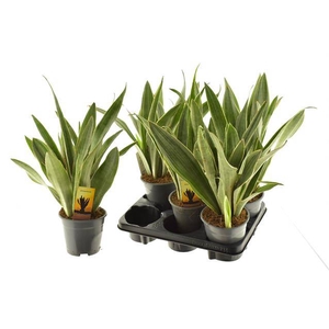 Sansevieria trifasciata 14Ø 55cm