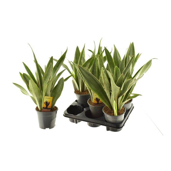 <h4>Sansevieria trifasciata 14Ø 55cm</h4>