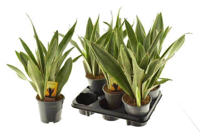Sansevieria trifasciata 14Ø 55cm