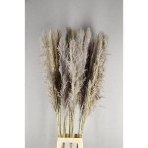 Df Pampas 130cm  Natural