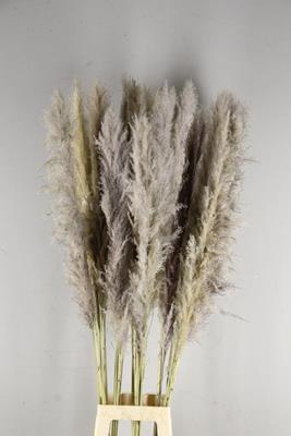 <h4>Df Pampas 130cm  Natural</h4>