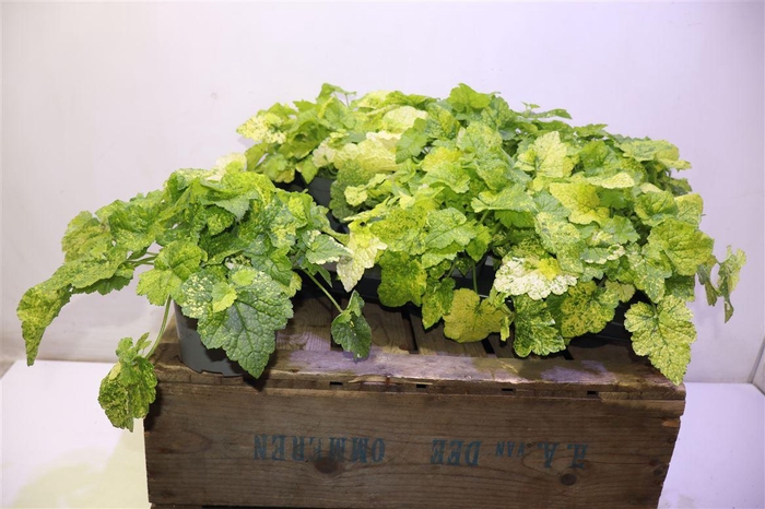 <h4>arr8 Tolmiea M Bont</h4>