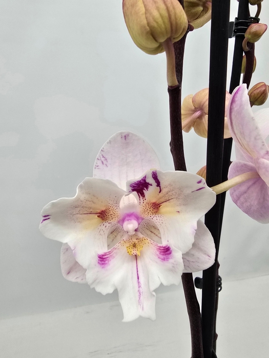 <h4>Limited 20 week 9</h4>