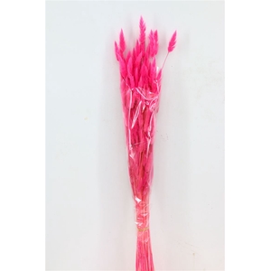 Dried Lagurus Cerise Bunch