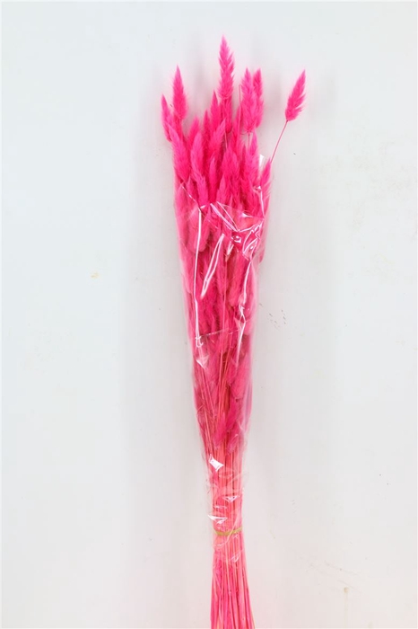 <h4>Dried Lagurus Cerise Bunch</h4>